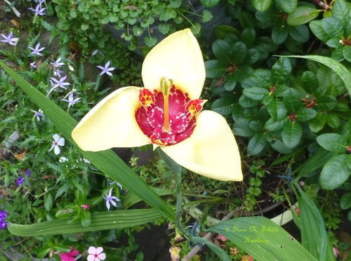Blume, Copyright: Ilona M. Schütt, www.basenfasten-hamburg.net