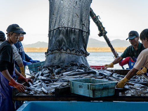 Fisherman hauling in the morning catch from their nets set out in the Wakasa Bay.