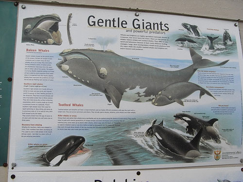 南セミクジラ Gentle Giants