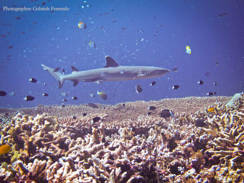 Squalo a passeggio sulla barriera corallina di Sipadan