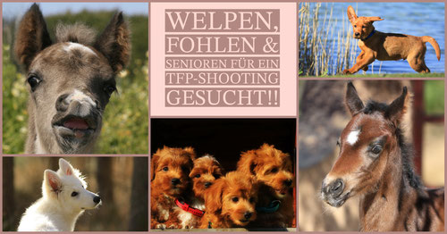 Fohlen, Pferd, Fotografie, Pferdefotograf, TfP Shooting, Time for Price, Hund, Hundeshooting, Hundefotograf, Hundefotografie, Tierfotograf, München, Ausstellung, VHS, Münchener Volkshochschule, Schicksalsgenossen - von Menschen und Tieren,