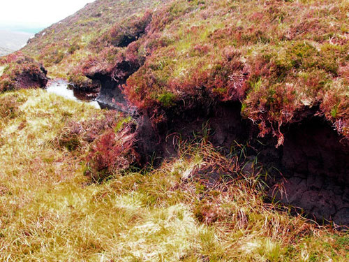 streng geschützt die Flora im National Park Connemara - für Botaniker ein Eldorado