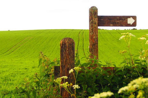 weites Erbsenfeld hinter Saltdean