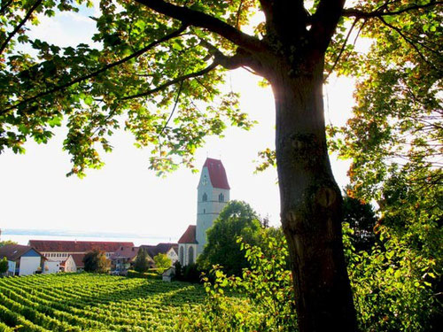 Weinberge und Dorfkirche von Hagnau am Bodensee