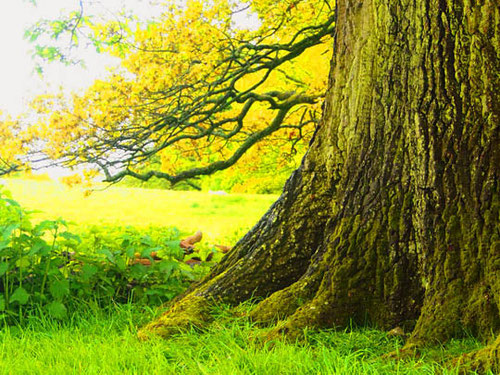 ein Baum (250 Jahre alt) aus der Zeit der ersten Parkgestaltung