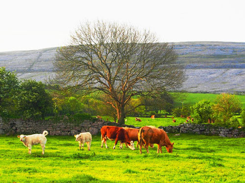 hinter den saftigen Weiden war die steinige Karst-Landschaft "Burren" zu erkennen