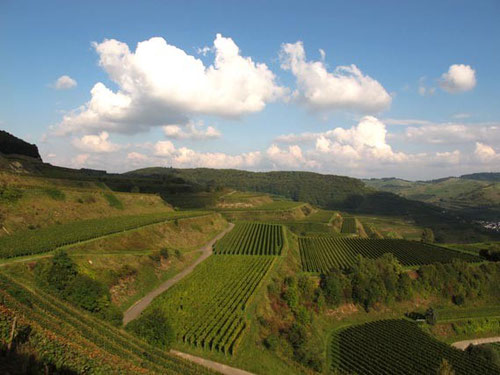 ein paradisischer Ausblick - hinüber zum südlichen Schwarzwald