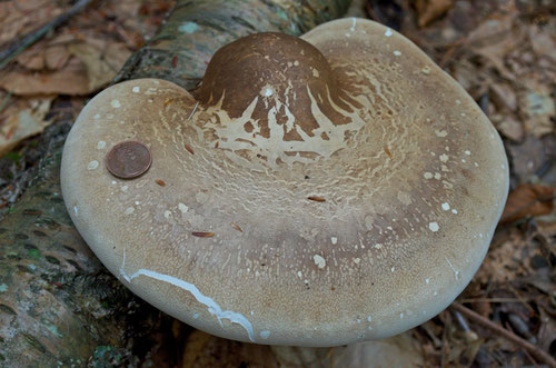 Life On Distant Hill Blog Birch Polypore Mushroom Distant