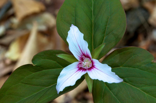 A Painted Trillium (Trillium undulatum), growing in the Alstead woods of Distant Hill Gardens.