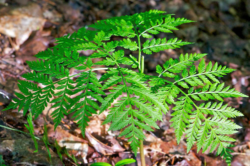 This Rattlesnake Fern (Botrychium virginianum), a variety of Grape Fern, is growing on a calcium-rich hillside at Distant Hill we call 'Rattlesnake Knoll'. 