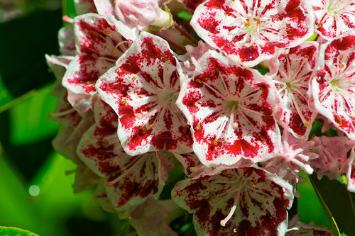 Mountain Laurel (Kalmia latifolia ‘Carousel’)