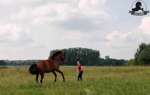 Freiarbeit, Kurs, Horsemanship, freies Reiten, Verladetraining