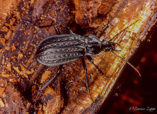 Carabus clathratus Antonelli un endemismo Italiano in forte pericolo d'estinzione.