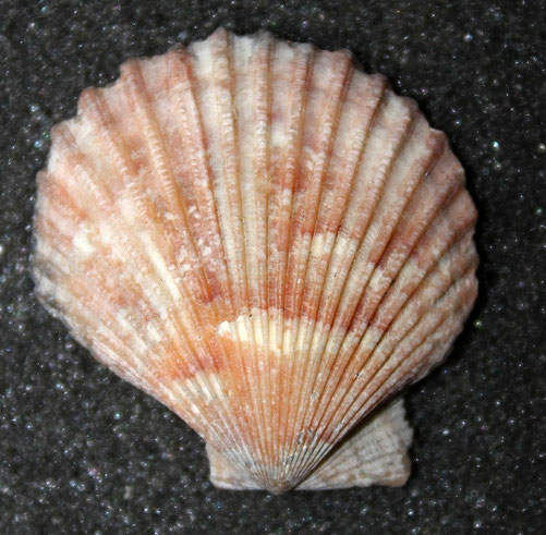 Aequipecten opercularis, lidi romagnoli