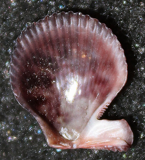 Mimachlamys varia, lidi romagnoli