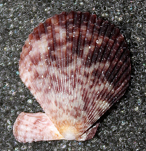 Mimachlamys varia, lidi romagnoli