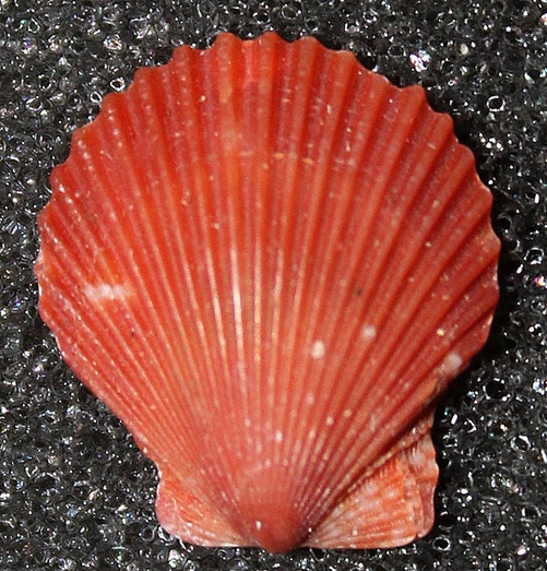 Aequipecten opercularis, lidi romagnoli