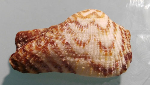 Arca noae, Santa Severa