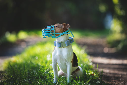 Maulkorb Hund Maulkorbwerkstatt
