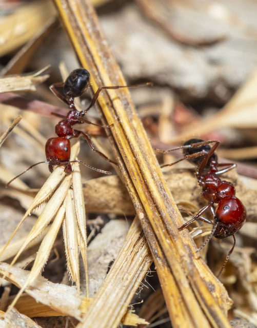 traitement des fourmis charpentières 