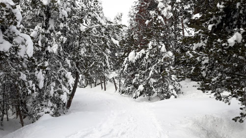 Raquetes de neu pel bosc coll de pam