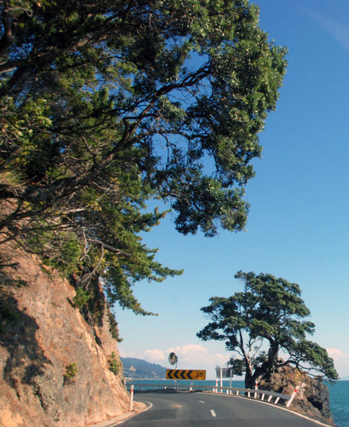 The coast road from Cormandel to Thames with its overhanding pohutukawa trees. 