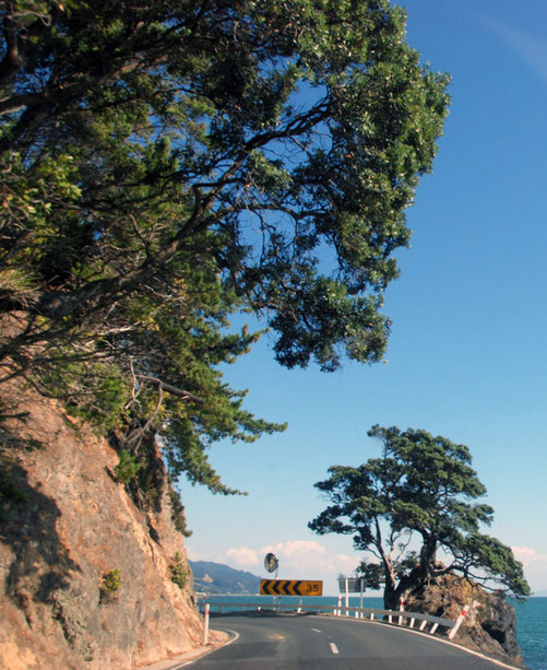 The coast road from Cormandel to Thames with its overhanding pohutukawa trees. 