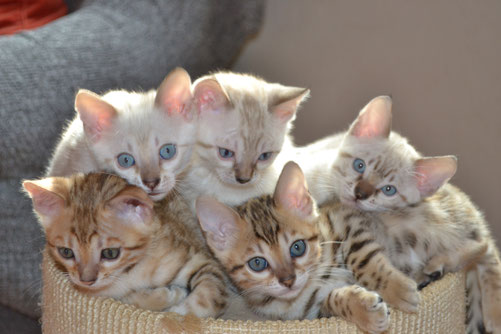 Bengalkatzen Rhinluch Bengalen Aus Dem Rhinluchs Webseite