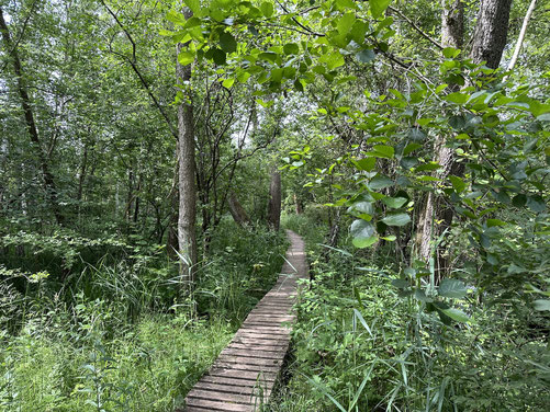 Schöne und idyllische Wege durch das Moos