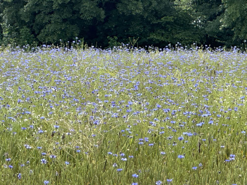 Meinen Nature Connectedness Moment fand ich nicht am See, sondern an dieser Blumenwiese