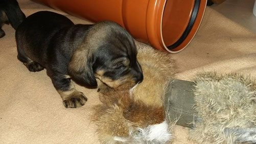 Mr Orange explores the foxskin