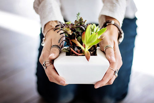 Sukkulenten Healthlove Grün Pflanzen Blog Deko Lifestyle Einrichtung