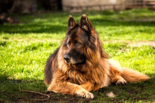 remède grand-mère perte poil chien