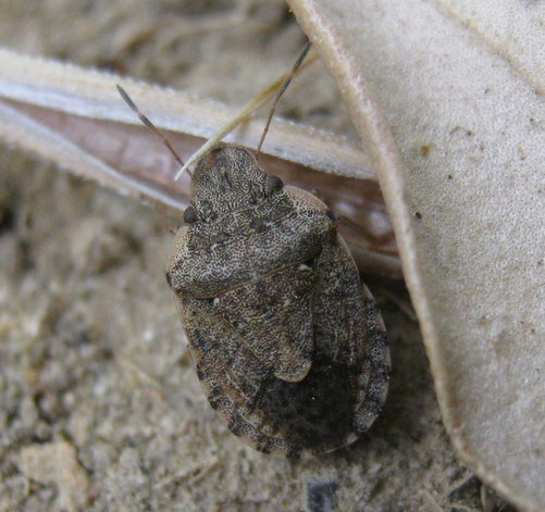 Sciocoris macrocephalus