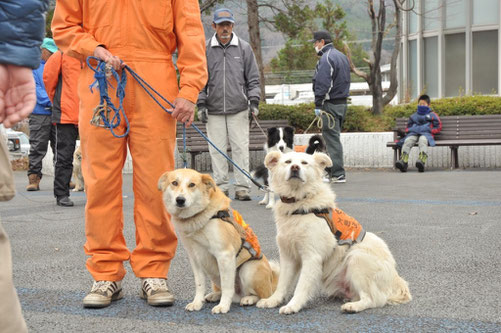 福島からきた被災犬キヌとイッチョウも活躍している