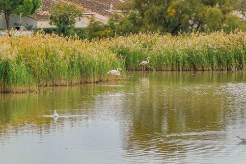 Flamingos Camargue nicko cruises Ausflug