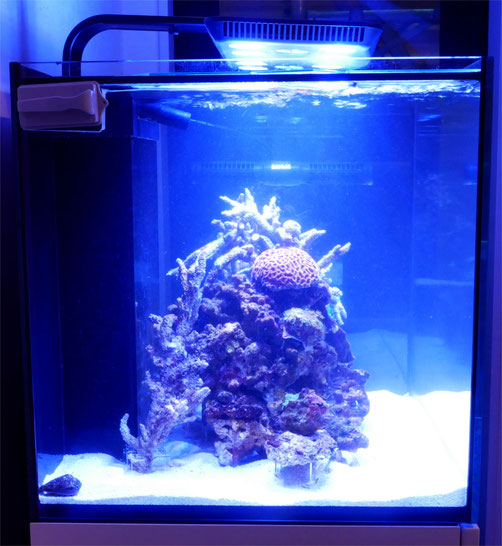 ﾚｯﾄﾞｼｰ ﾘｰﾌｧｰ 170 (ｵｰﾊﾞｰﾌﾛｰ水槽)立上げ Vol.12ライブロック追加