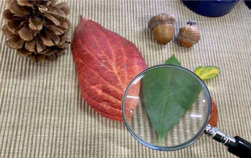 モンテッソーリの個別活動で落葉や木の実を用意。虫眼鏡で葉の表面を観察しました。
