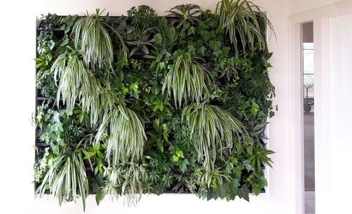 jardín vertical interior hidropónico plantado con cintas (chlorophytum comosum),  dracaena, hedera y otras plantas tropicales de interior.