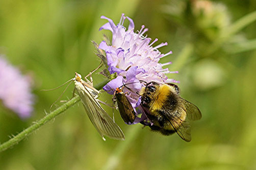Möhrenzünsler, Skabiosen Langhornmotte und Helle Erdhummel im Hölzle, Foto: Daniel Baier