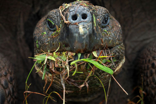Galápagos-Riesenschildkröte - Foto: Christian Ziegler/GTMEP