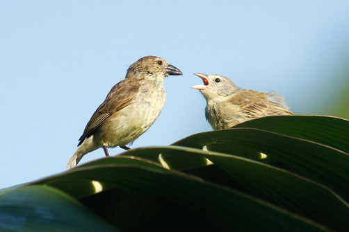 Camarhynchus pallidus Photo: Julien Renoult dans CC BY 4.0