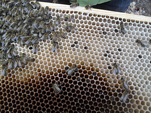 Tote Bienen stecken auch in den Zellen. Sie sind wohl bei der Futteraufnahme gestorben.