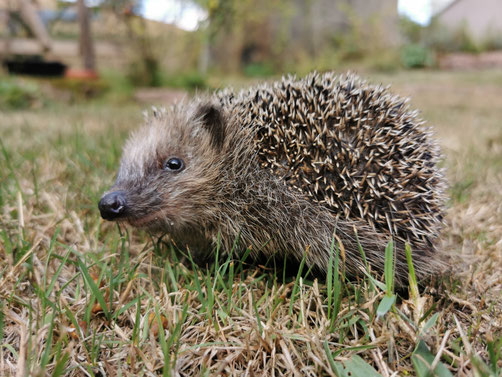 Igel, Foto: NABU/ Roger Cornitzius