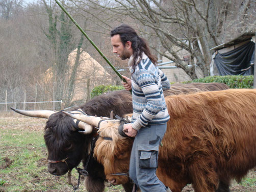Boeufs attelés