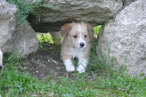 Unser Brownie wird nun "Loki" gerufen, eingetragen als: "Der Loki"...