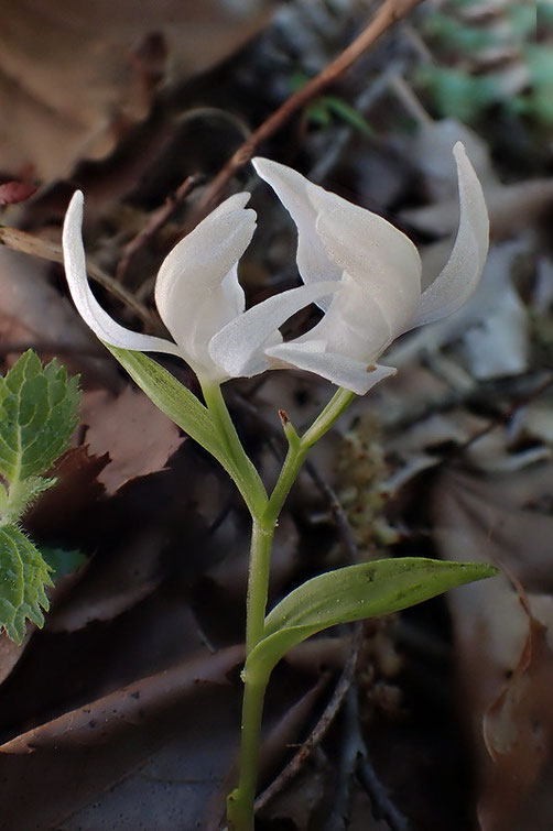 ユウシュンランの花の側面