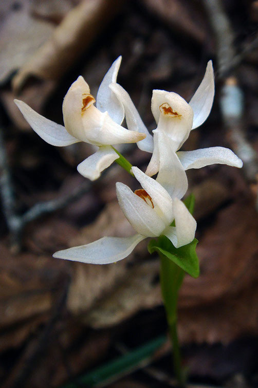 ユウシュンランの花は、形状も花のつき方もギンランと似ていない