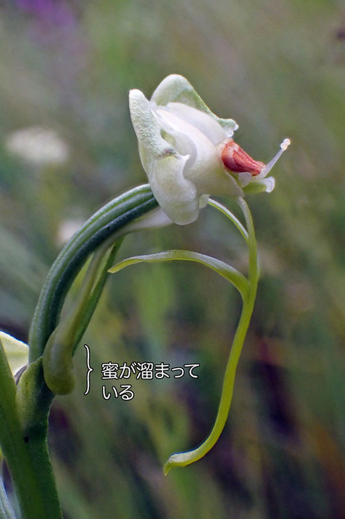 ミズトンボの花の側面