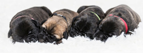 L/R Loet, Rosie, Rosa en Ole